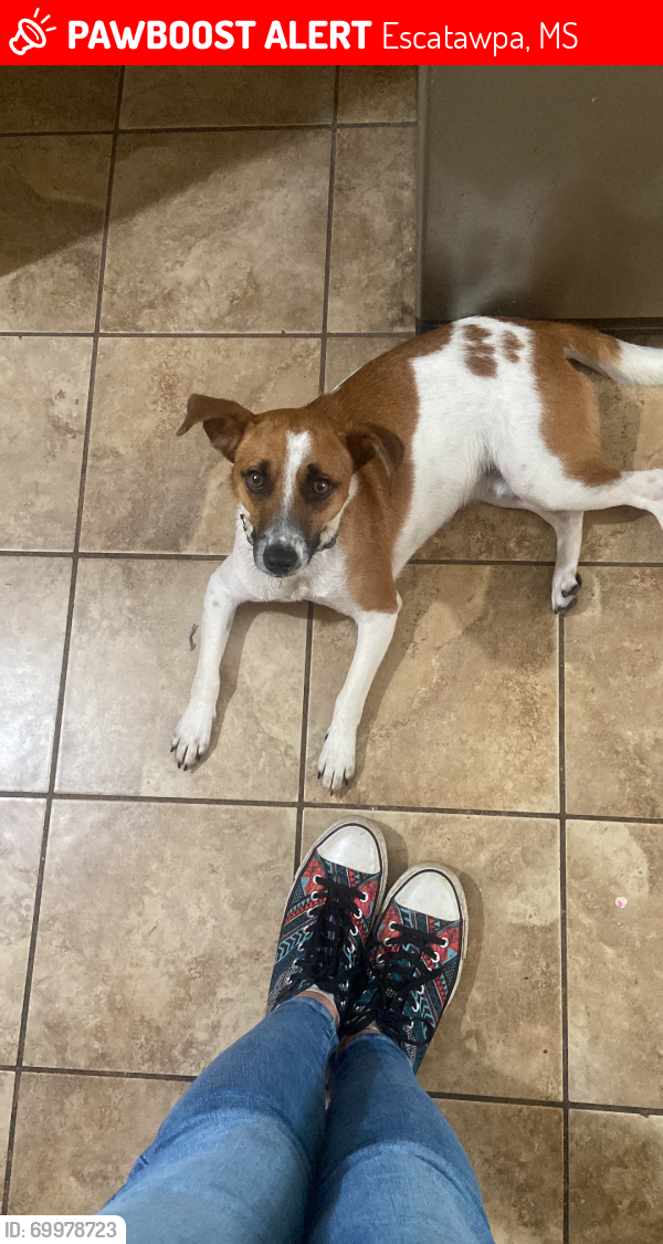 Escatawpa, MS Lost Male Dog, Bruno Is Missing PawBoost