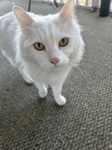 Found/Stray Unknown Cat last seen Fairfax VA , Fairfax, VA 22030