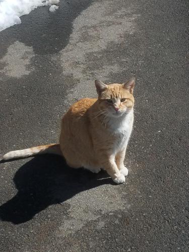Lost Male Cat last seen Near Bailey Meadow Rd, Palomar Mountain, CA 92060, Palomar Mountain, CA 92060