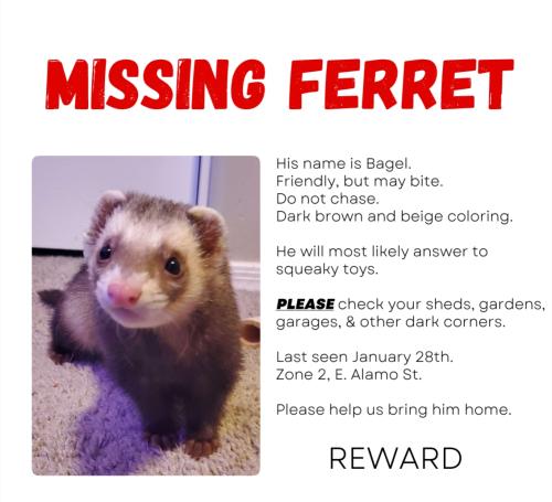 Lost Male Ferret last seen Combs Road and N Schnepf Road. Laredo Ranch Neighborhood , San Tan Valley, AZ 85140