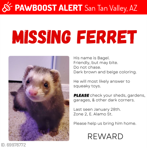 Lost Male Ferret last seen Combs Road and N Schnepf Road. Laredo Ranch Neighborhood , San Tan Valley, AZ 85140