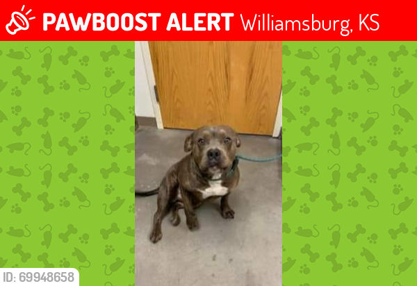 Lost Male Dog last seen Near N East st Williamsburg, ks, Williamsburg, KS 66095