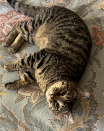 Lost Male Cat last seen 38th & DuPont Ave, Minneapolis, MN 55408