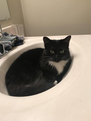 Lost Female Cat last seen Kingery highway. The red roof hotel, Willowbrook, IL 60561