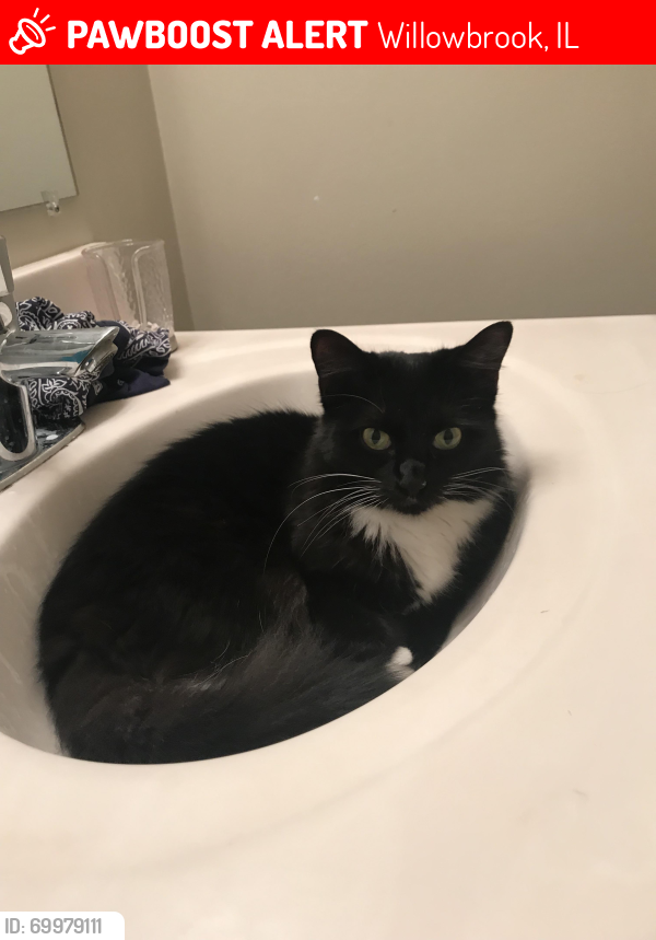 Lost Female Cat last seen Kingery highway. The red roof hotel, Willowbrook, IL 60561