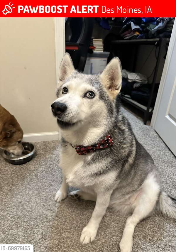 Lost Female Dog last seen 49th and Douglas , Des Moines, IA 50310