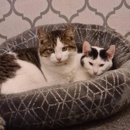 Lost Male Cat last seen Foxhill rd , Eccles, England M30