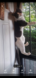 Lost Male Cat last seen Oakdale ave and West 36 , Lorain, OH 44055