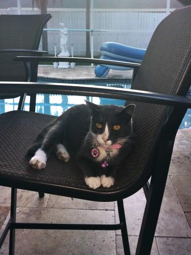 Lost Female Cat last seen Gulf to Bay / Keene near  Crest Lake . , Clearwater, FL 33755