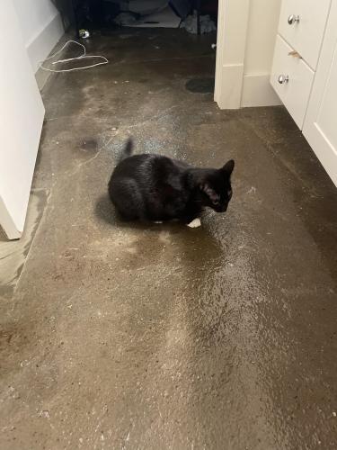 Lost Male Cat last seen Maine street by poor richards , Newberry, SC 29108