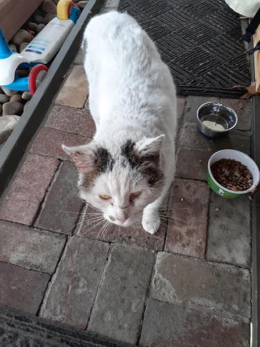 Lost Male Cat last seen Farm Area; Casper ran off from the above area. Is suspected to be running with feral cats on this farm.  , Smithfield, PA 15478