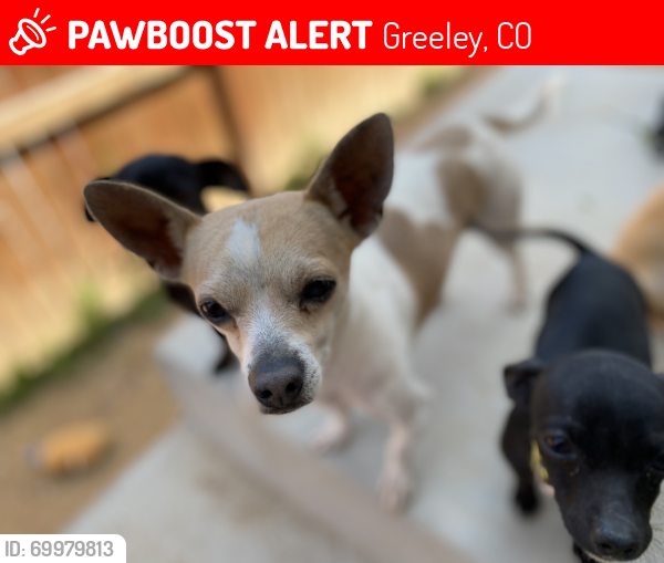 Lost Male Dog last seen 29th Street Rd and 11th ave, Greeley, CO 80631