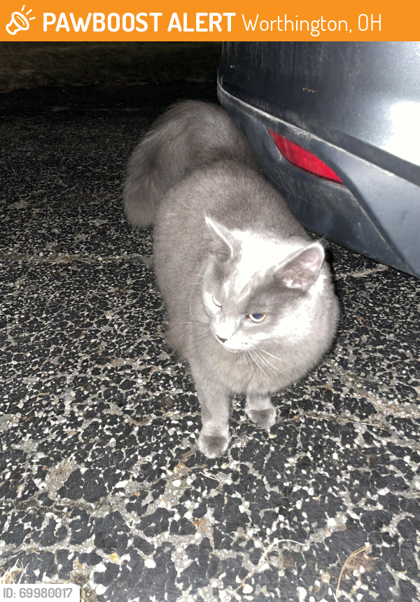 Found/Stray Unknown Cat last seen Galena Road, Worthington, OH 43085