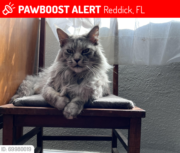 Lost Female Cat last seen Nw 441 & 185th st Marion county, Reddick, FL 32686
