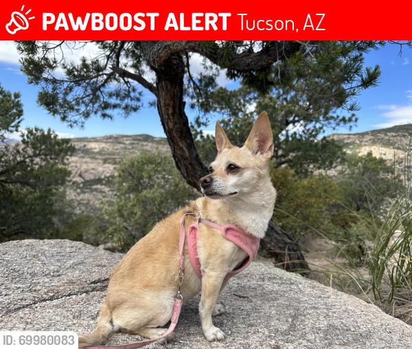 Lost Female Dog last seen Orange Grove & 1st ave Tucson, Tucson, AZ 85718