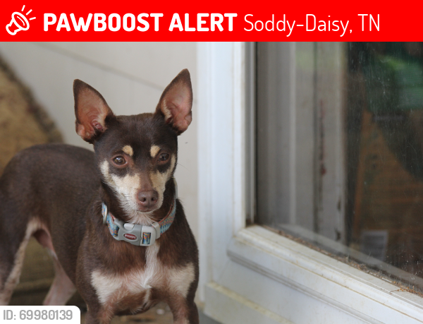 Lost Female Dog last seen Hamby road soddy daisy, Soddy-Daisy, TN 37379