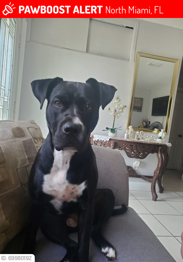 Lost Male Dog last seen 27th, North Miami, FL 33167