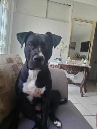 Lost Male Dog last seen 27th, North Miami, FL 33167