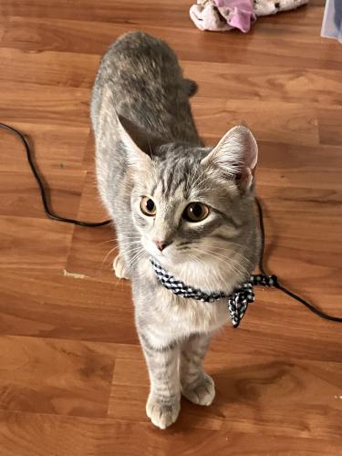 Found/Stray Female Cat last seen Montgomery , Gaithersburg, MD 20886