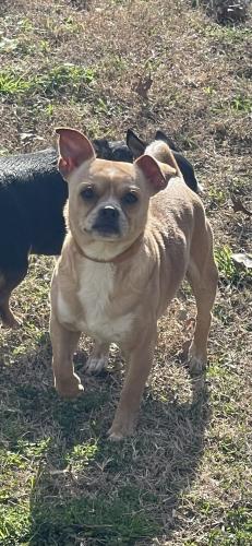 Lost Male Dog last seen Repka's Grocery And Restaurant, Brookshire, TX 77423