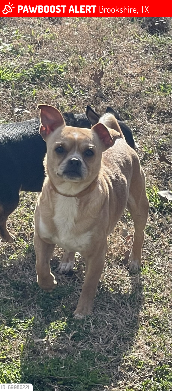 Lost Male Dog last seen Repka's Grocery And Restaurant, Brookshire, TX 77423