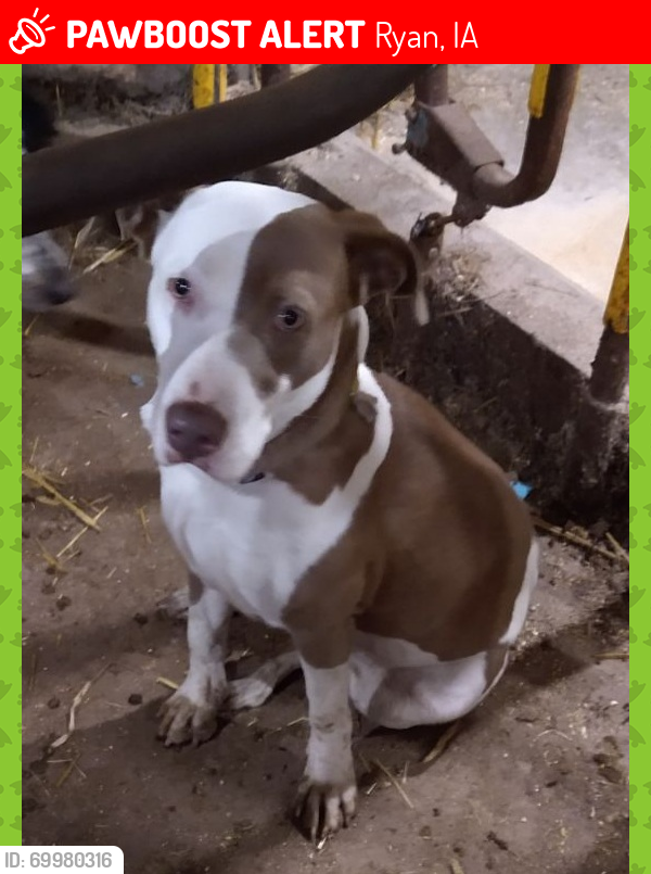 Lost Female Dog last seen 170th Ave and D47, Ryan, IA 52330