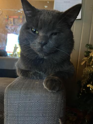 Lost Male Cat last seen Ave S South, Saskatoon, SK S7M 3A5