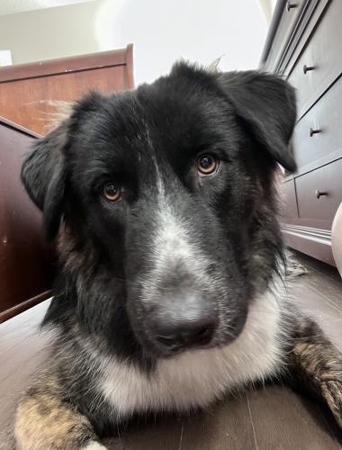 Lost Male Dog last seen Greybriar Forest Lane off S. Tryon, Charlotte, NC 28278
