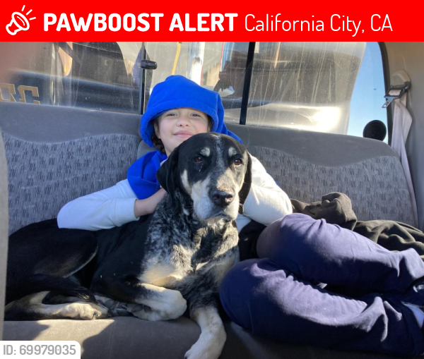 Lost Male Dog last seen Cuddyback camping area, California City, CA 93505