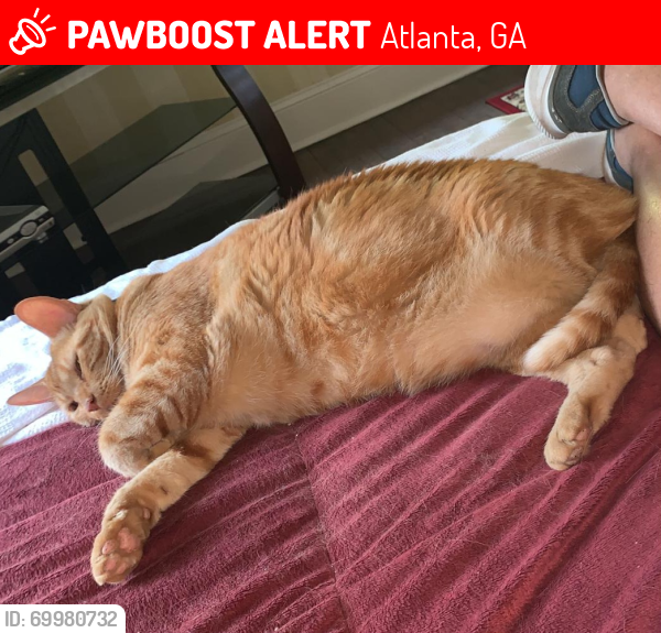 Lost Male Cat last seen E. Clifton Rd NE and Clifton Rd NE, Druid Hills area of Atlanta , Atlanta, GA 30307