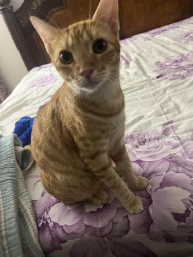 Lost Male Cat last seen Near front door of our . , North Charleston, SC 29420