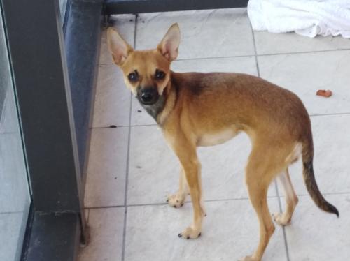 Lost Female Dog last seen Near Store, Lincoln Road Mall,Miami Beach, Fl 33139, Miami Beach, FL 33139