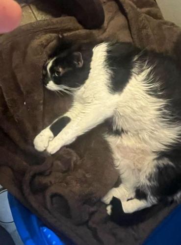 Lost Female Cat last seen Dakota &knowles  , New Richmond, WI 54017