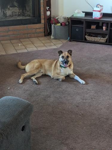Lost Male Dog last seen Orange Grove and Camino de la Tierra , Tucson, AZ 85741