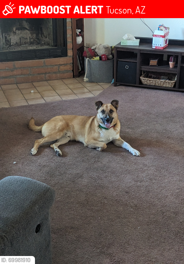 Lost Male Dog last seen Orange Grove and Camino de la Tierra , Tucson, AZ 85741