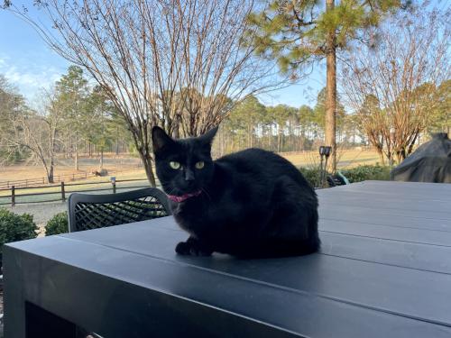 Lost Female Cat last seen Niagara Carthage Rd and Camp Easter Rd  near McDeeds Creek elementary school , Moore County, NC 28327