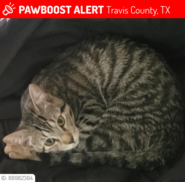 Lost Female Cat last seen S Heatherwilde Blvd and Wells Branch Pkwy, Travis County, TX 78660