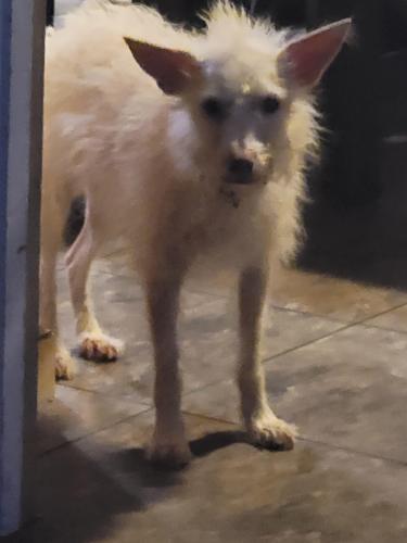 Lost Male Dog last seen Dark hollow , Rock Island, TN 38581