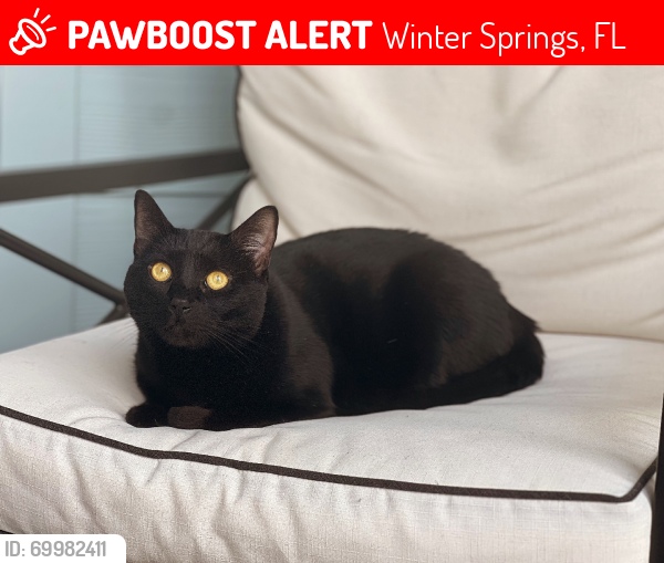 Lost Male Cat last seen Biscayne dr and dodd rd, Winter Springs, FL 32708