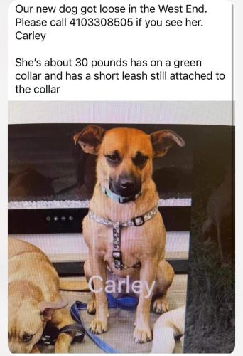 Lost Female Dog last seen Ellicott Mills Dr. And Rogers Ave, Ellicott City, MD 21043