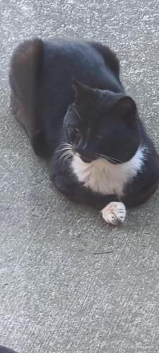 Lost Male Cat last seen Concord Lake Rd. Between Marathon Gas Station, Oak Crest Apartments, and Vanity Nails & Spa., Kannapolis, NC 28083