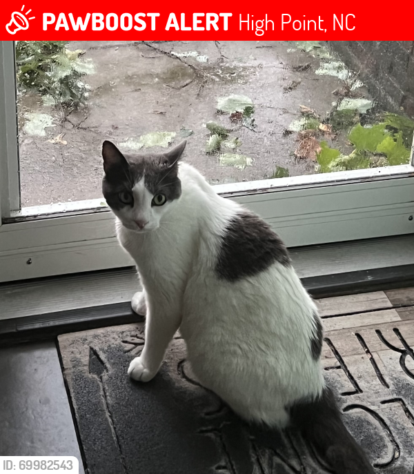 Lost Male Cat last seen Landover drive High Point, High Point, NC 27265