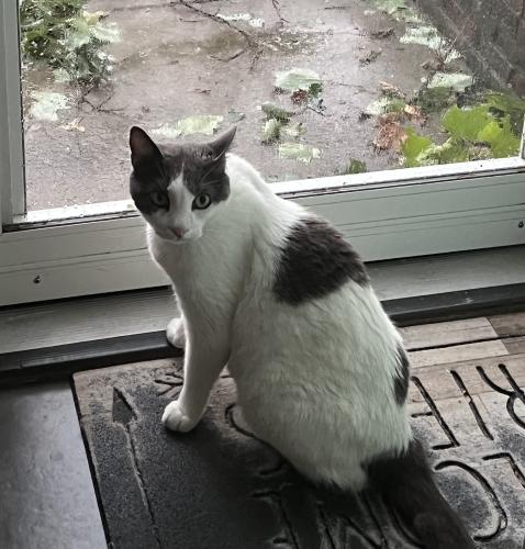 Lost Male Cat last seen Landover drive High Point, High Point, NC 27265