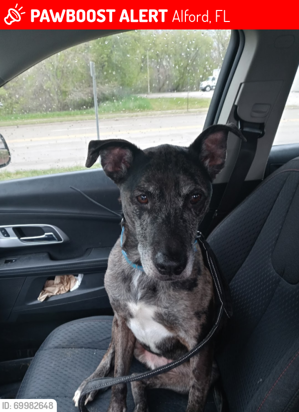 Lost Male Dog last seen 4th ave, Alford, FL 32420