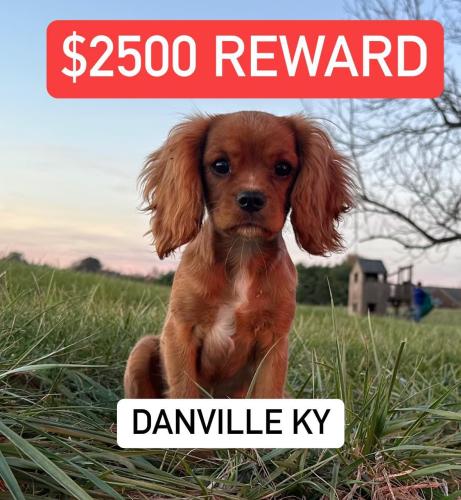 Lost Male Dog last seen Behind Taco Bell Danville ky, Danville, KY 40422