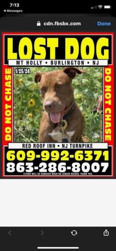 Lost Male Dog last seen Near Burlington-Mount Holly Rd Mount holly Nj 08060, Mount Holly, NJ 08060
