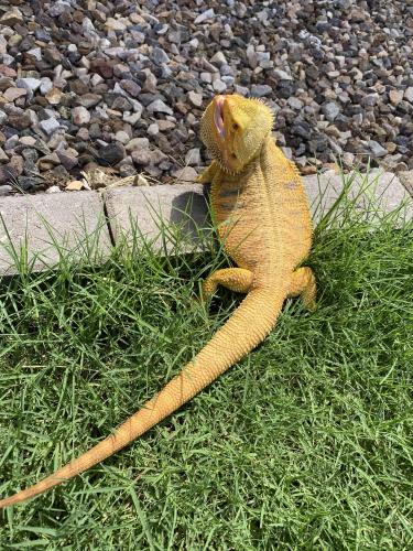 Lost Male Reptile last seen Medina & Hawes, Mesa, AZ 85209