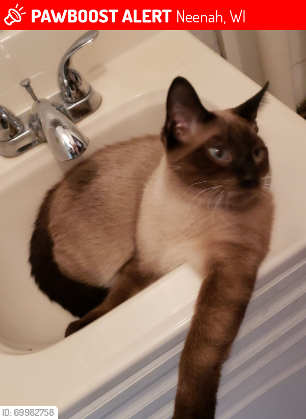 Lost Male Cat last seen South Park Ave Neenah wi, Neenah, WI 54956