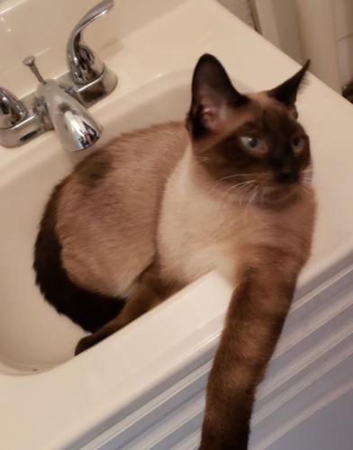 Lost Male Cat last seen South Park Ave Neenah wi, Neenah, WI 54956