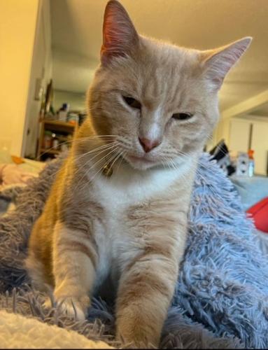 Lost Male Cat last seen Anza and PCH, Torrance, CA 90505